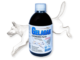 gelacan-chondro-forte-biosol-pes.jpg