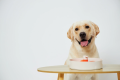 SPIN Interaktywna Miska FLOWER labrador.png