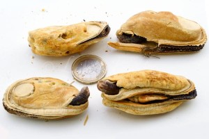 Lunderland liofilizowane całe małże nowozelandzkie 200 g