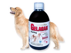 gelacan-darling-biosol-pes.jpg