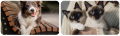 baner 2 safe animals krople do oczu.png