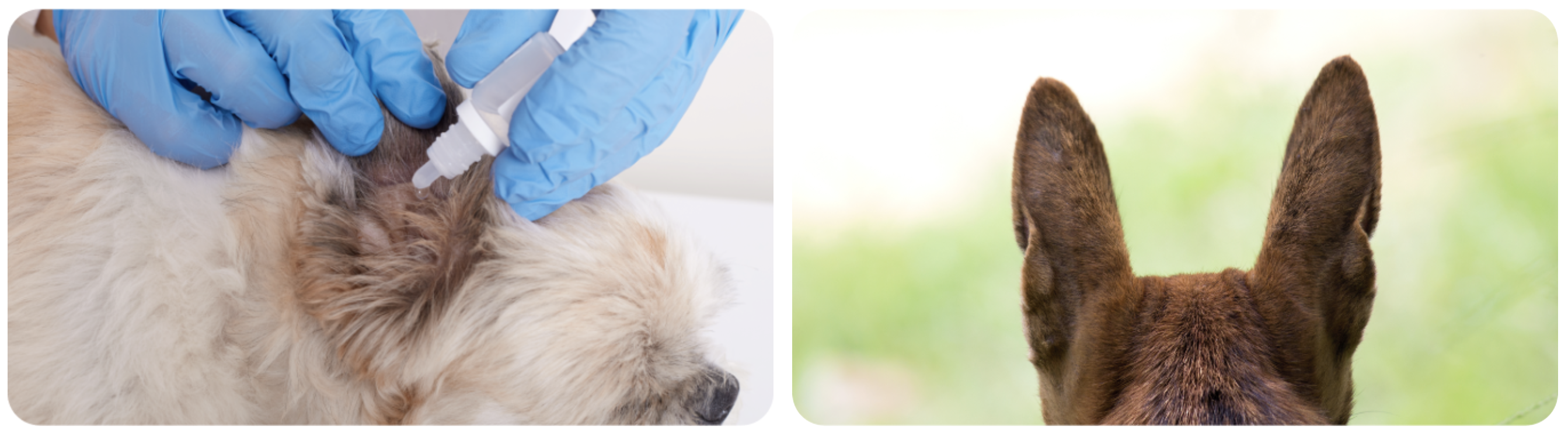 Pielęgnacja uszu psa i kota – Safe Animals Ear Drops