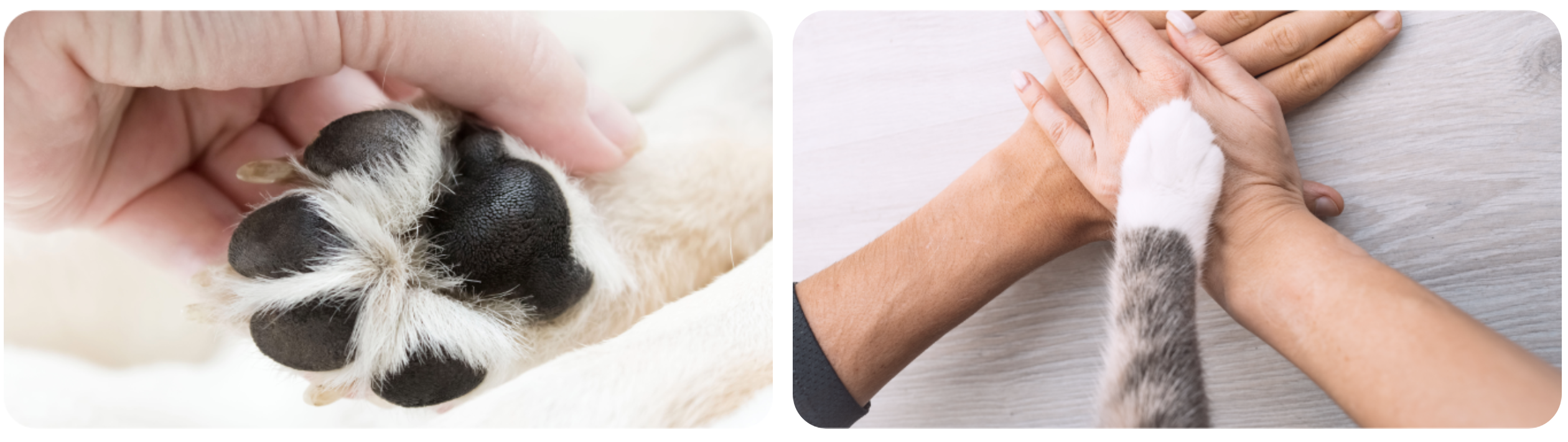 Pielęgnacja łap zwierząt domowych – Safe Animals Skin Cream