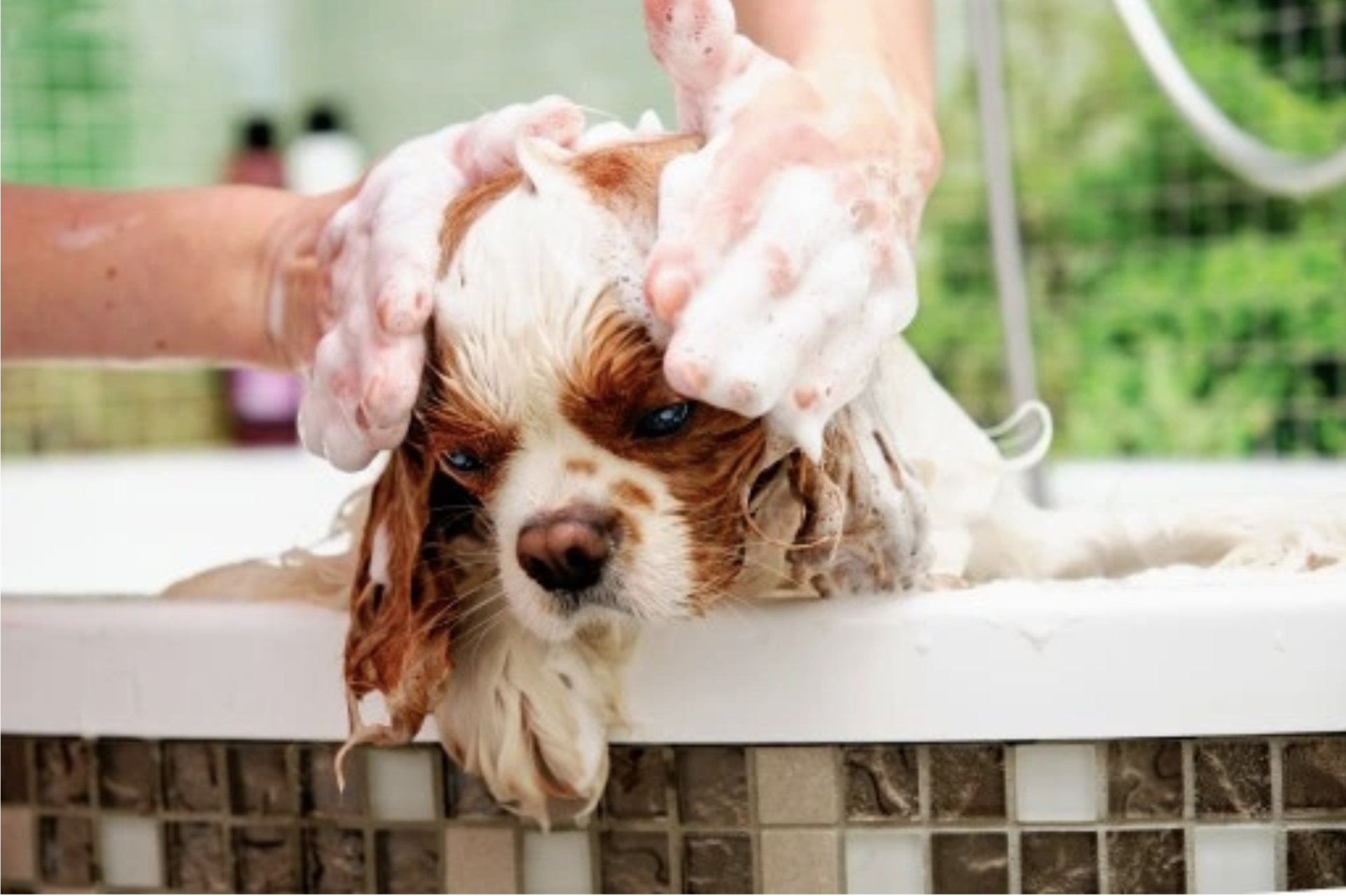 Kąpiel psa z użyciem Safe Animals Shampoo